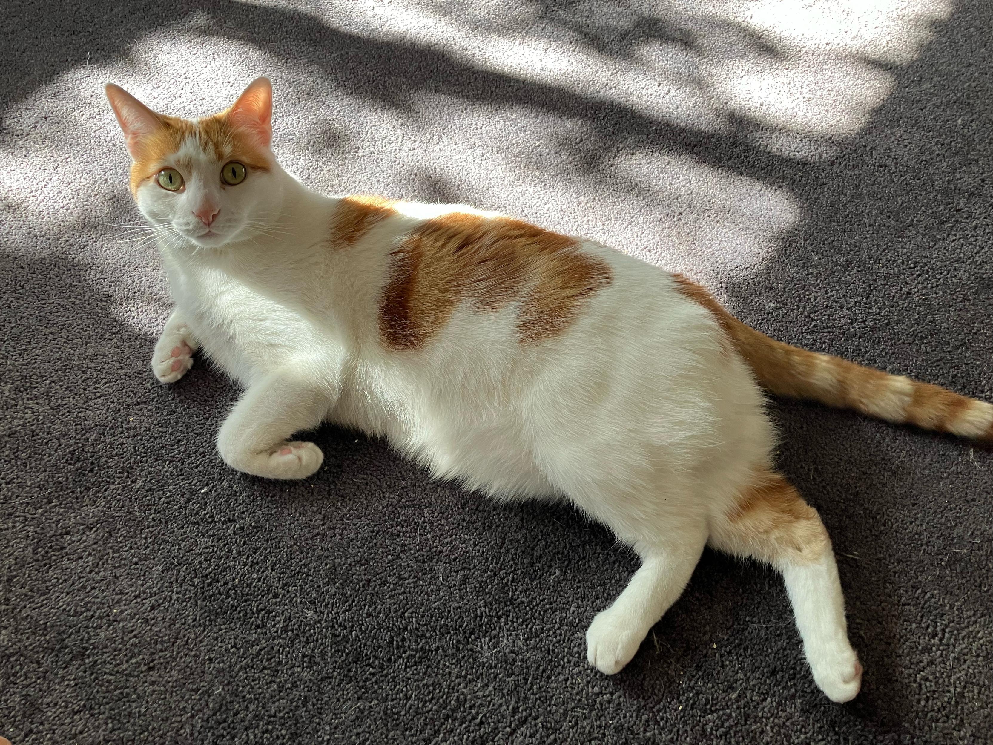 A white and ginger cat laying on the carpet. There is light coming through the nearby window, but with the shadows of tree leave breaking it up.