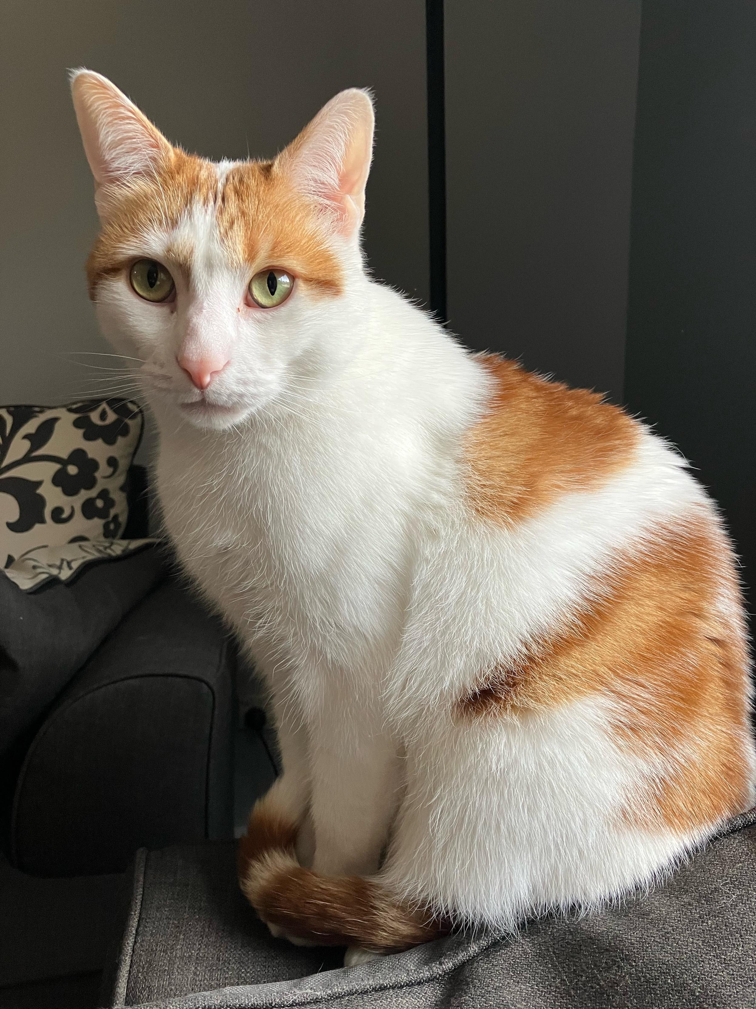 A very normal white and ginger cat.