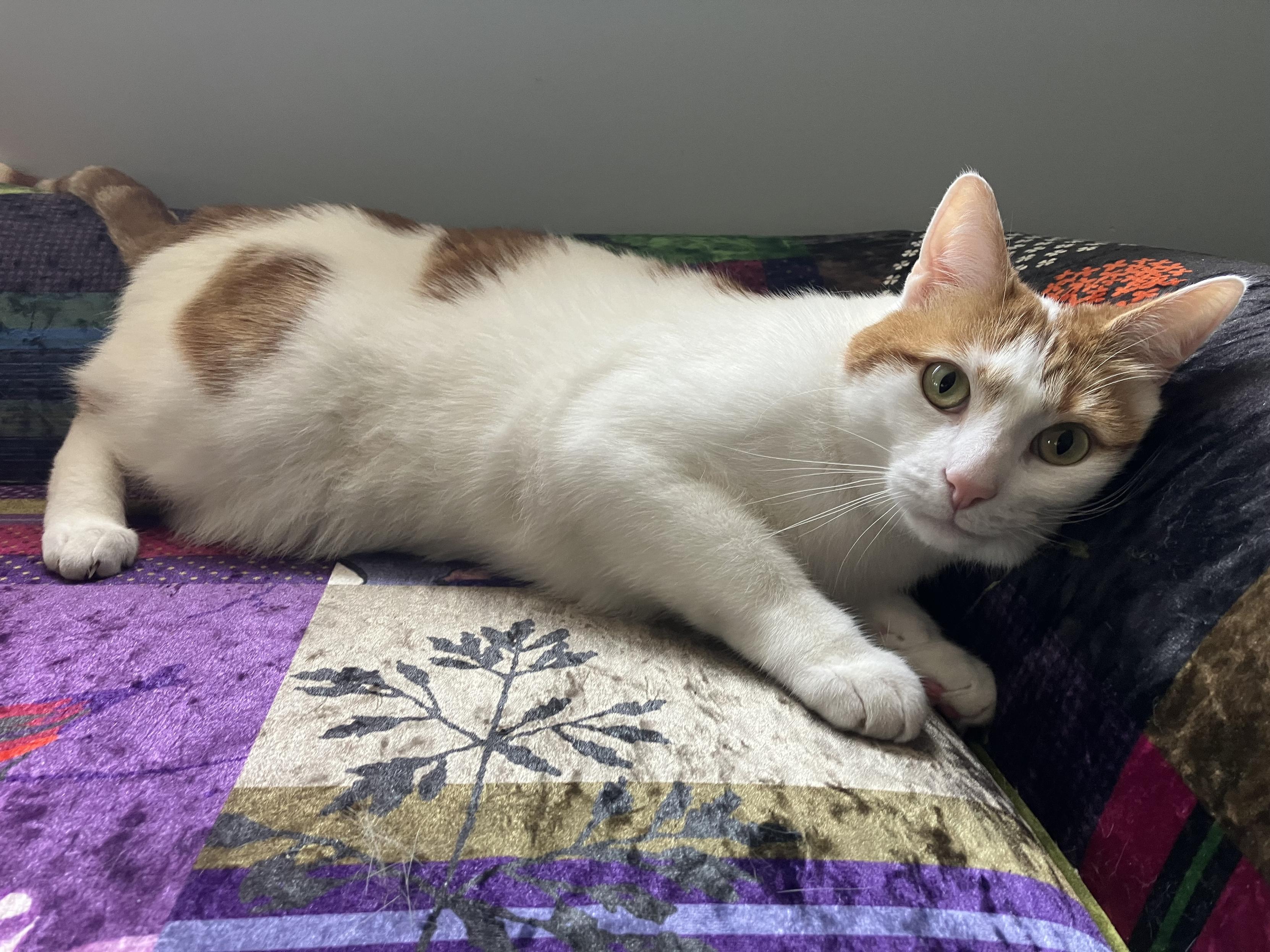A white and ginger cat on a colourful couch.