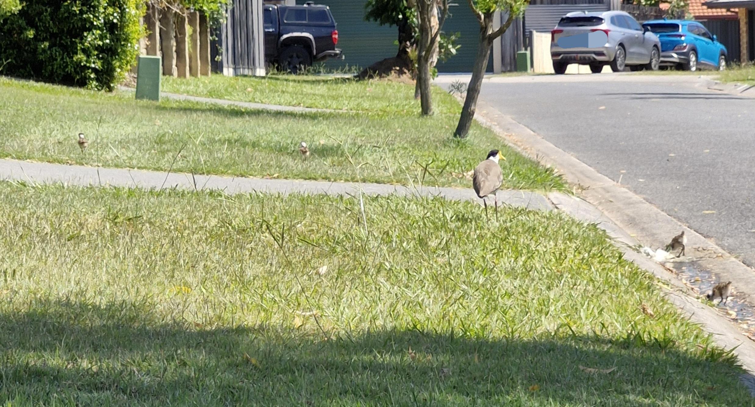 A plover and their 4 little chicks on the front grassy verge of a house. Two chicks are in the gutter drinking water whilst the other two are foraging for tasty morsels in the grass.