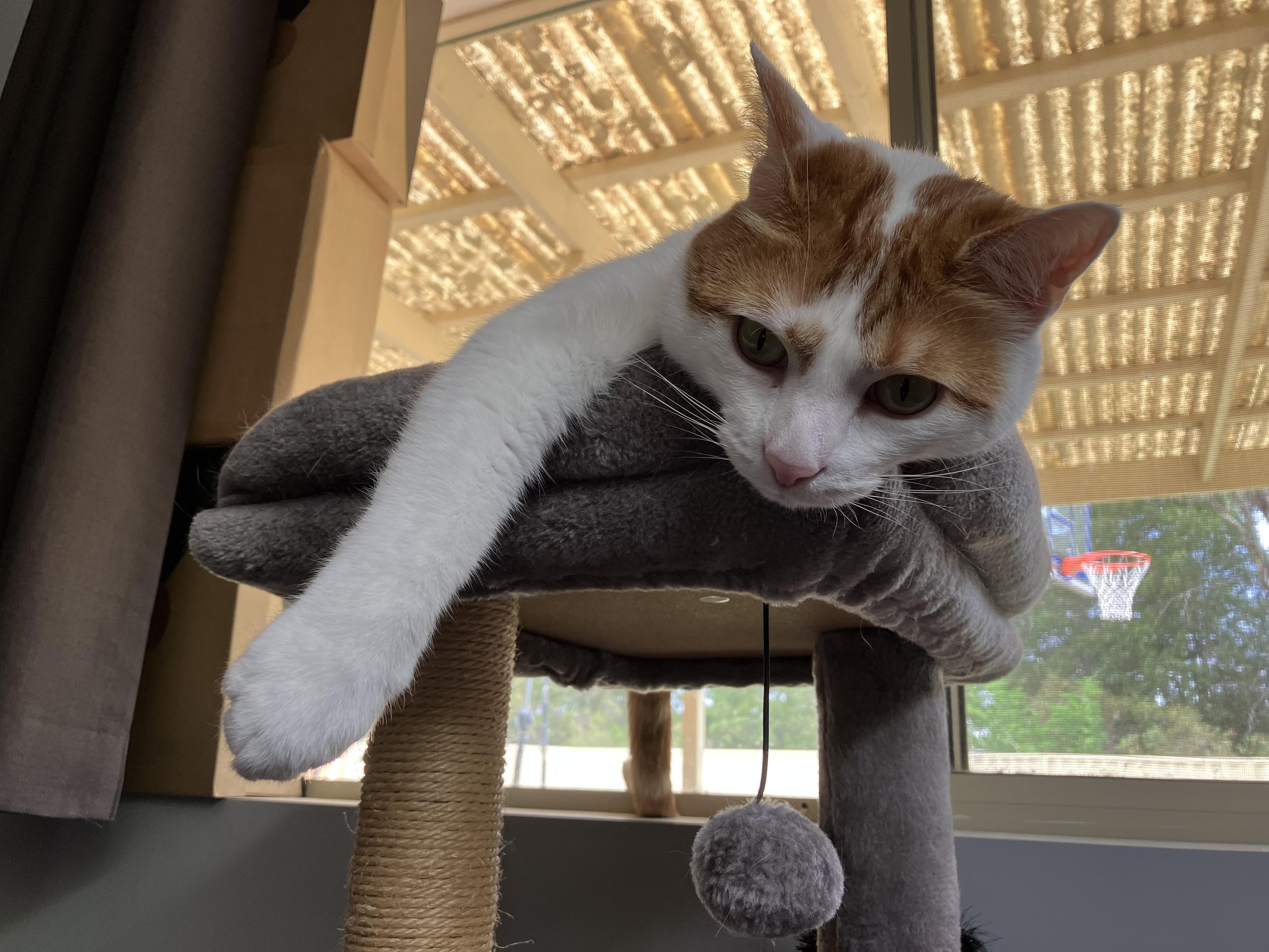 A white snd ginger cat leaning over the edge of their cat tower. Their right forearm hangs down to one side.