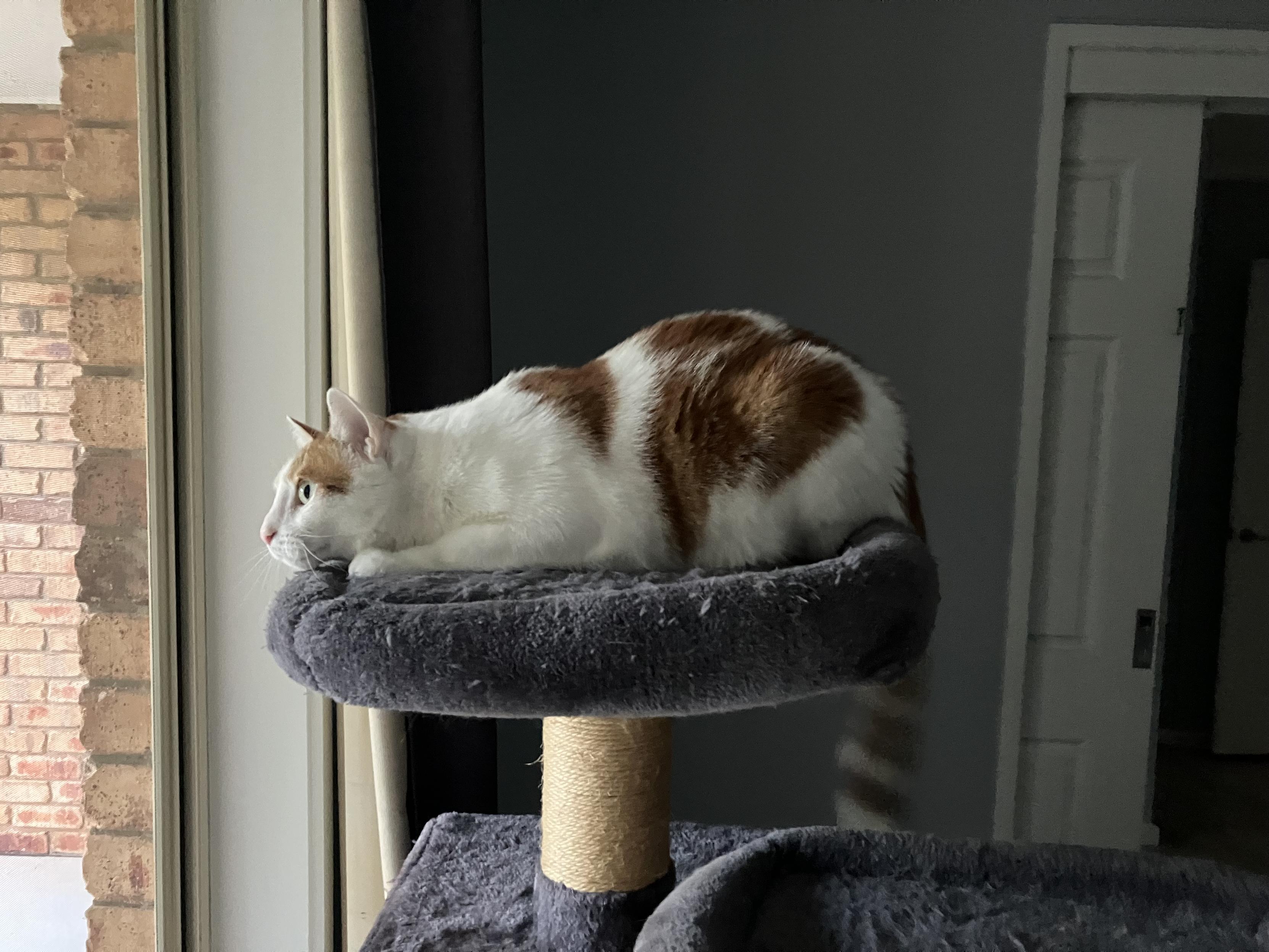 A white and ginger cat on their tower, preparing to pounce, despite the gauze window screen in front of them.