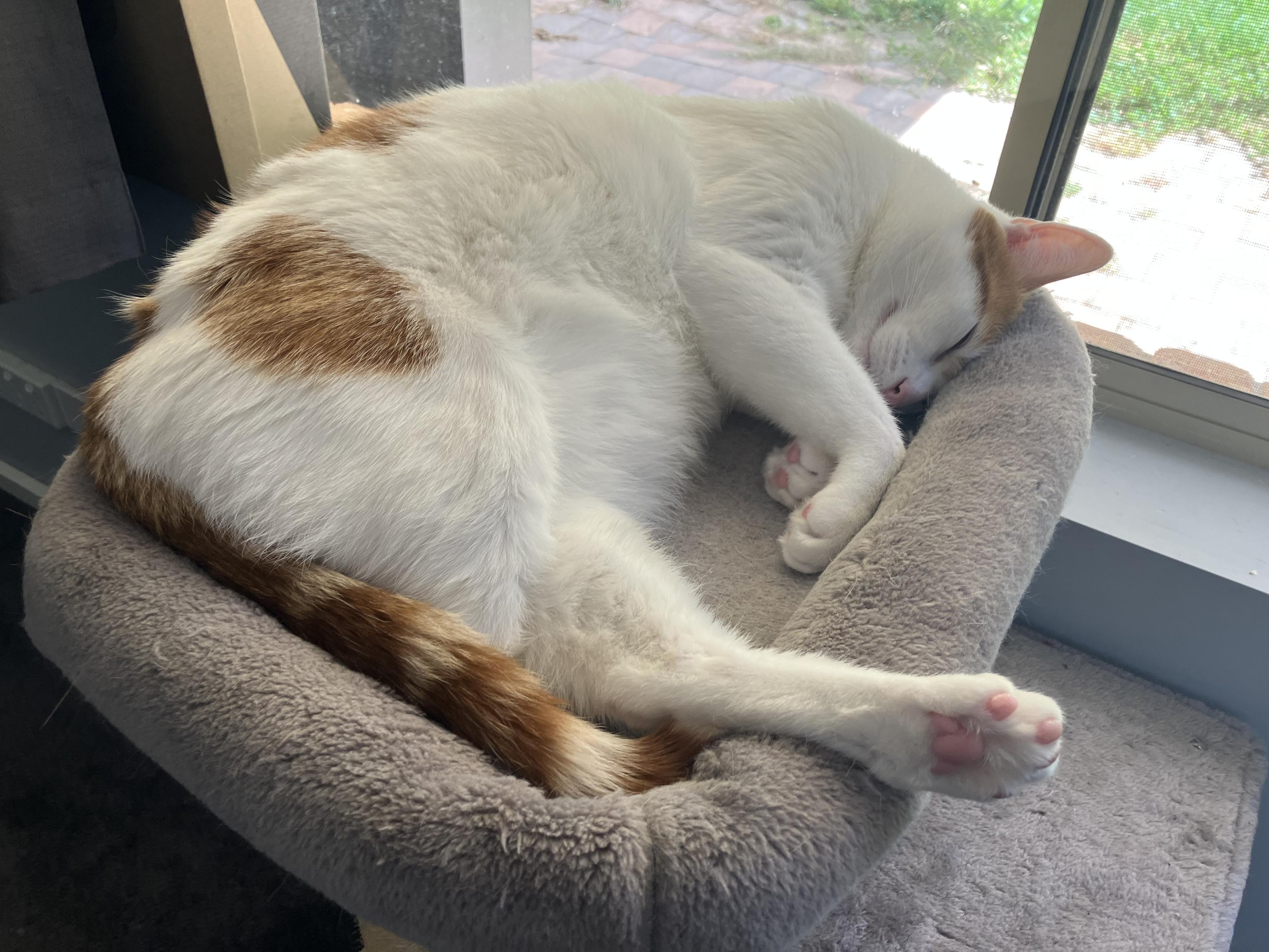 A white and ginger cat asleep on their tower. One hind foot hanging over the edge with visible ‘toe beans’.