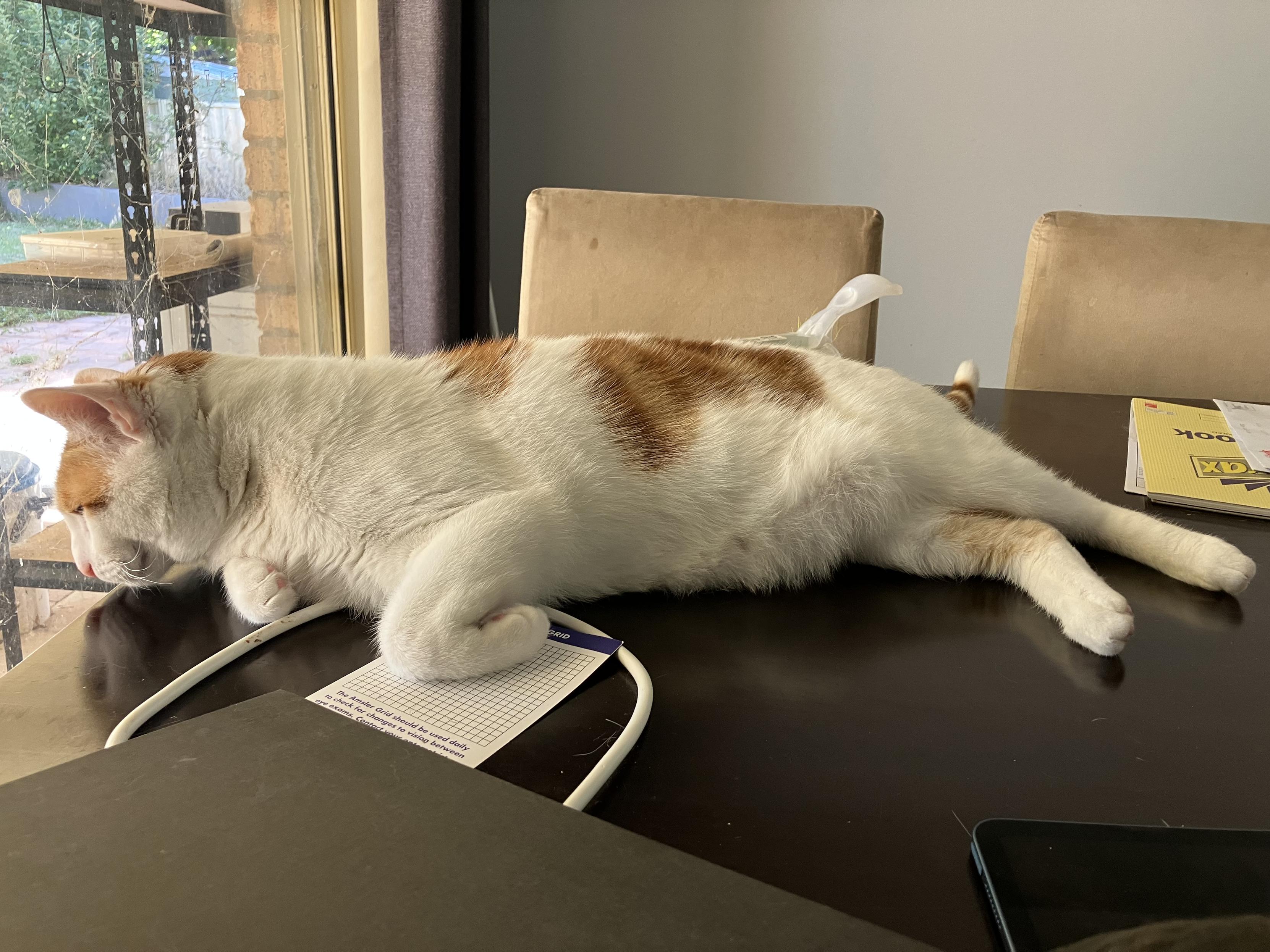 A white and ginger cat slouching all over a table.