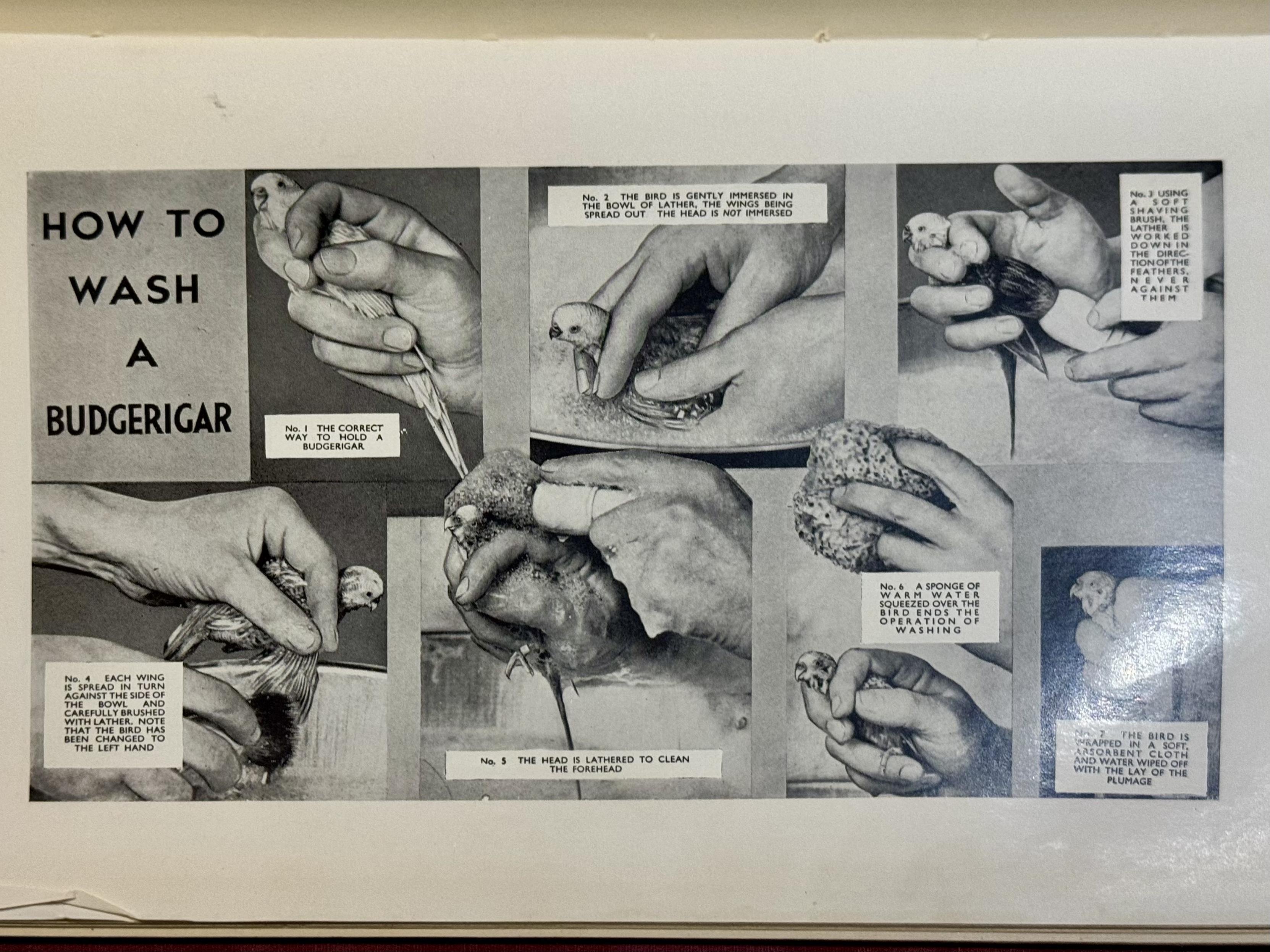 Diagram of how to wash a budgie