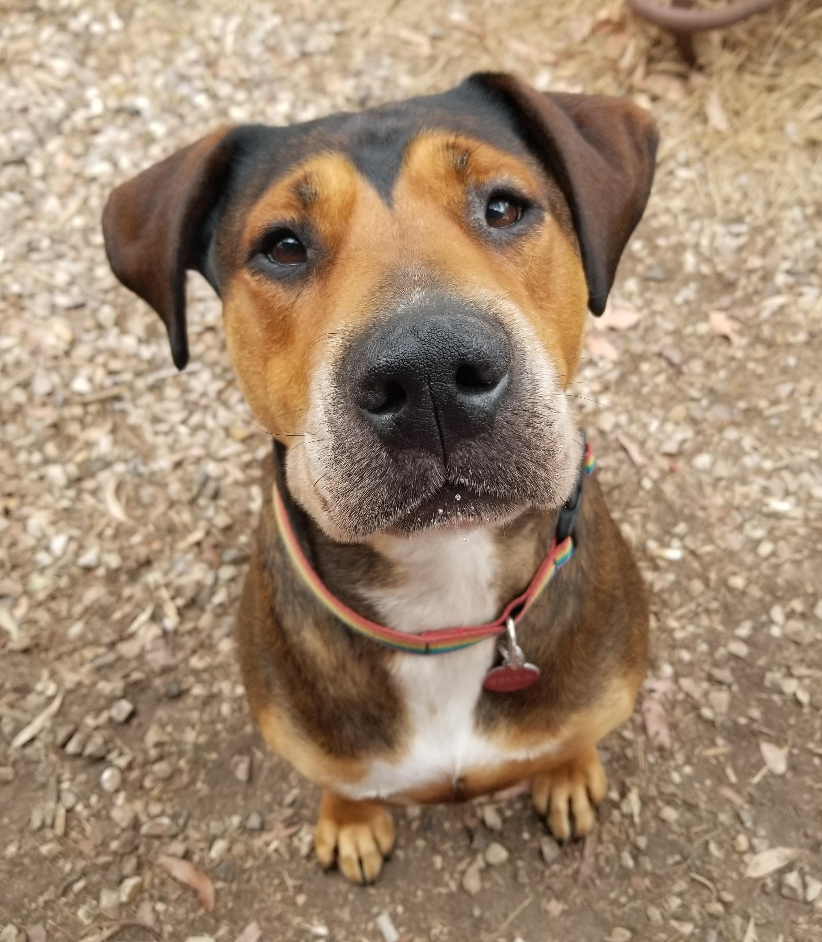 A largish brown dog, sitting and viewed from above so her head looks comically large and her feet look comically small. She has a dark brown widow's peak mask on her face and her snoot, which is pointed at the camera, is greying.