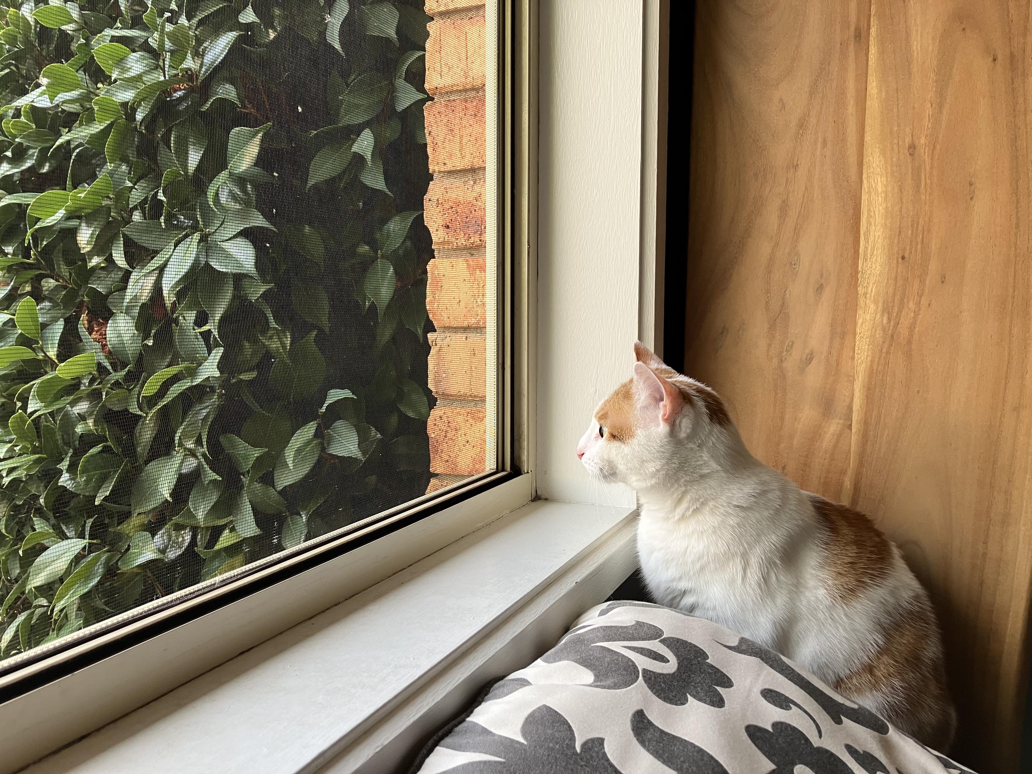 A white and ginger cat staring out an open window. There is a leafy bush outside.