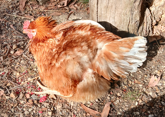 A chicken, having a sun bath. The chook is a golden brown colour. She's lying on one side and has fluffed herself up to ridiculous levels of feather duster.