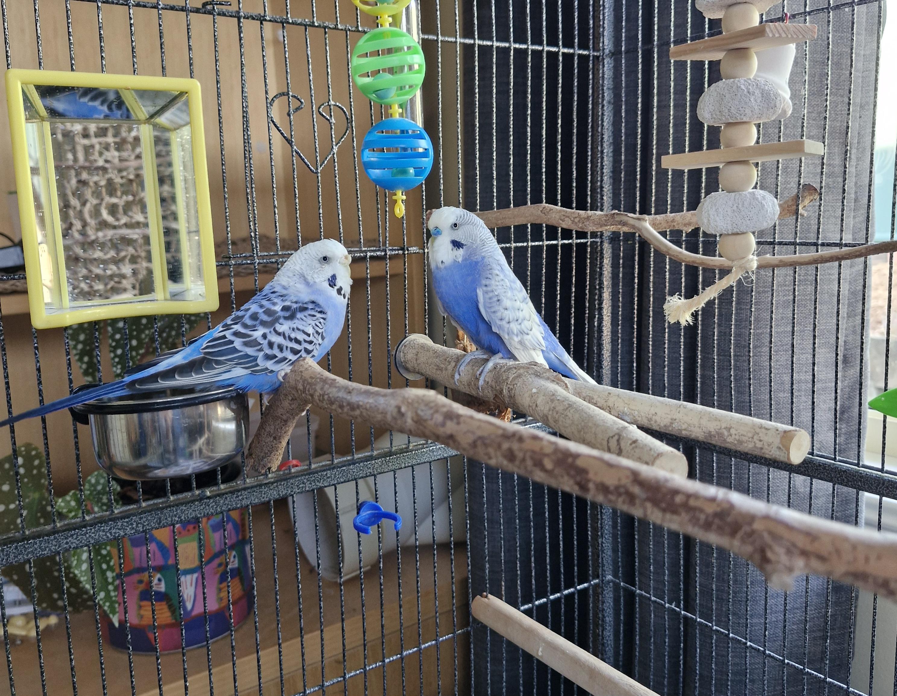 Two small budgerigars sitting on perches gossiping about the fact that cats are everywhere. 
The birds are blue and white.