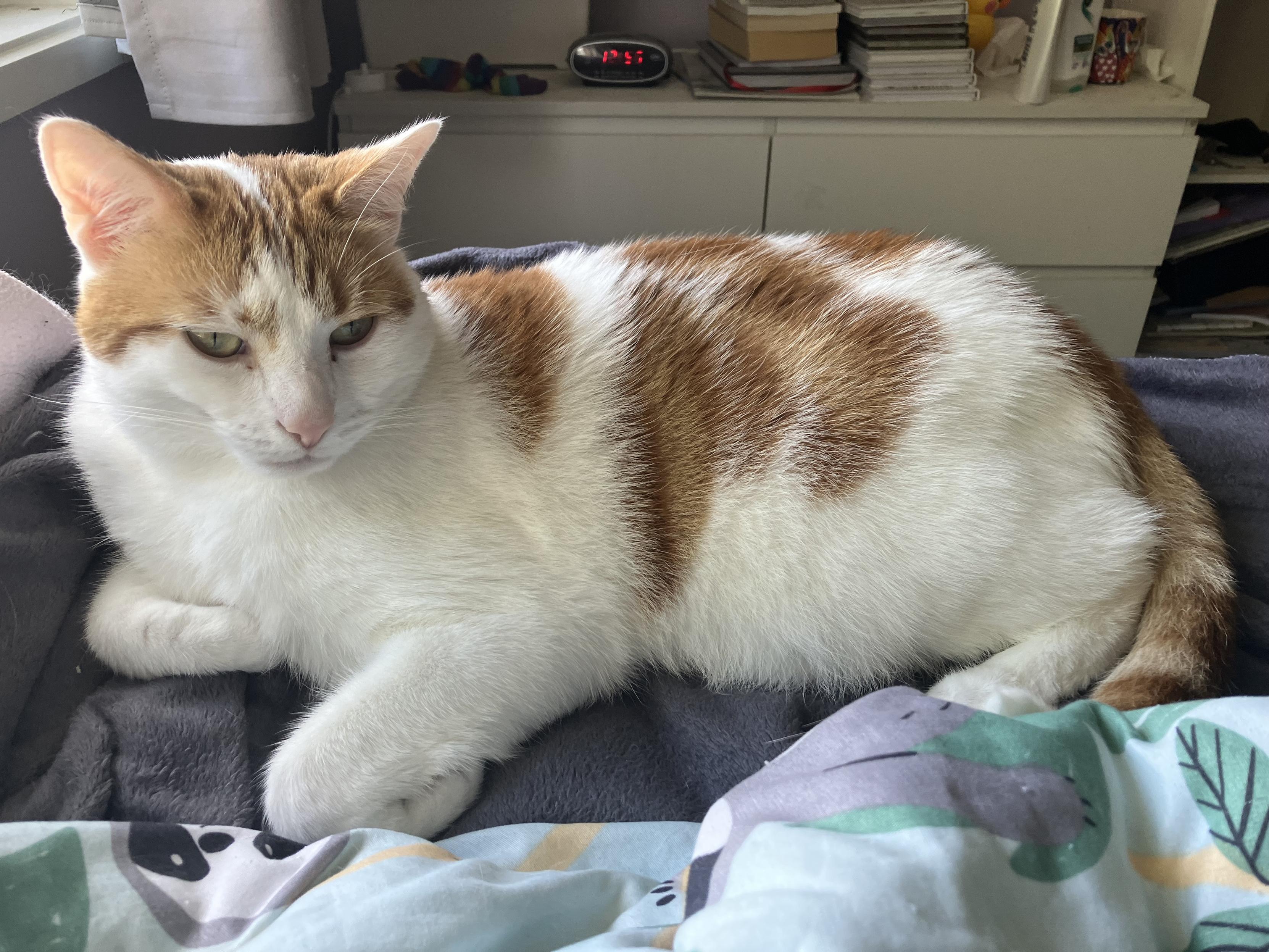 A white and ginger cat sitting on a bed with a nonplussed look on their face. Front paws tucked under their forearms.