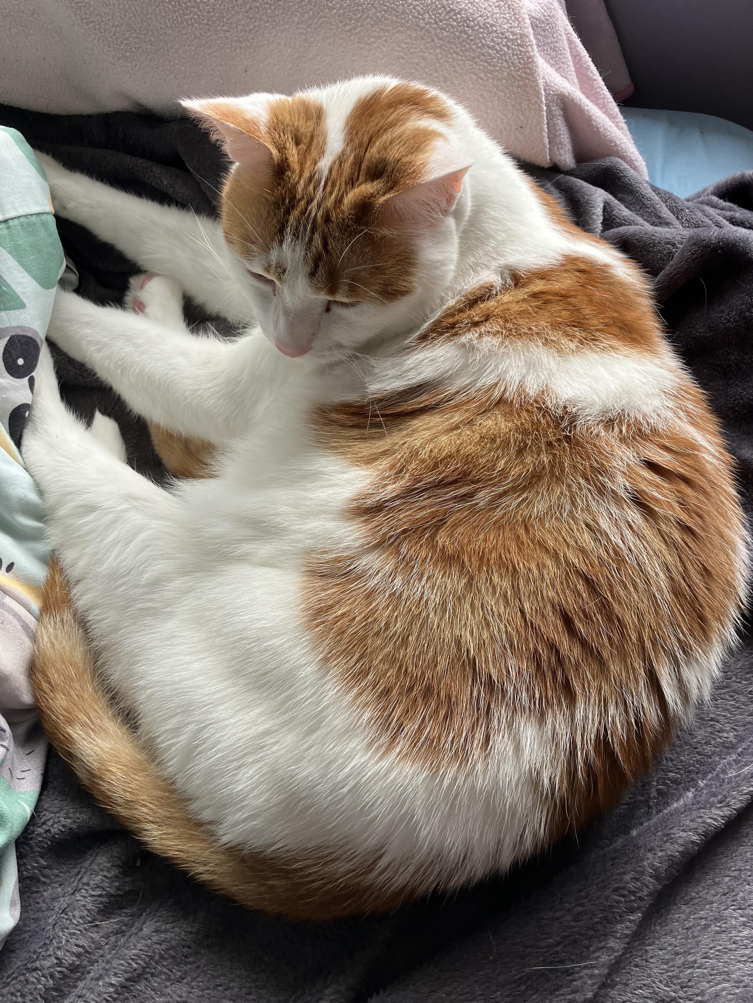 A white and ginger cat, still resting on a bed. Looking very tired.