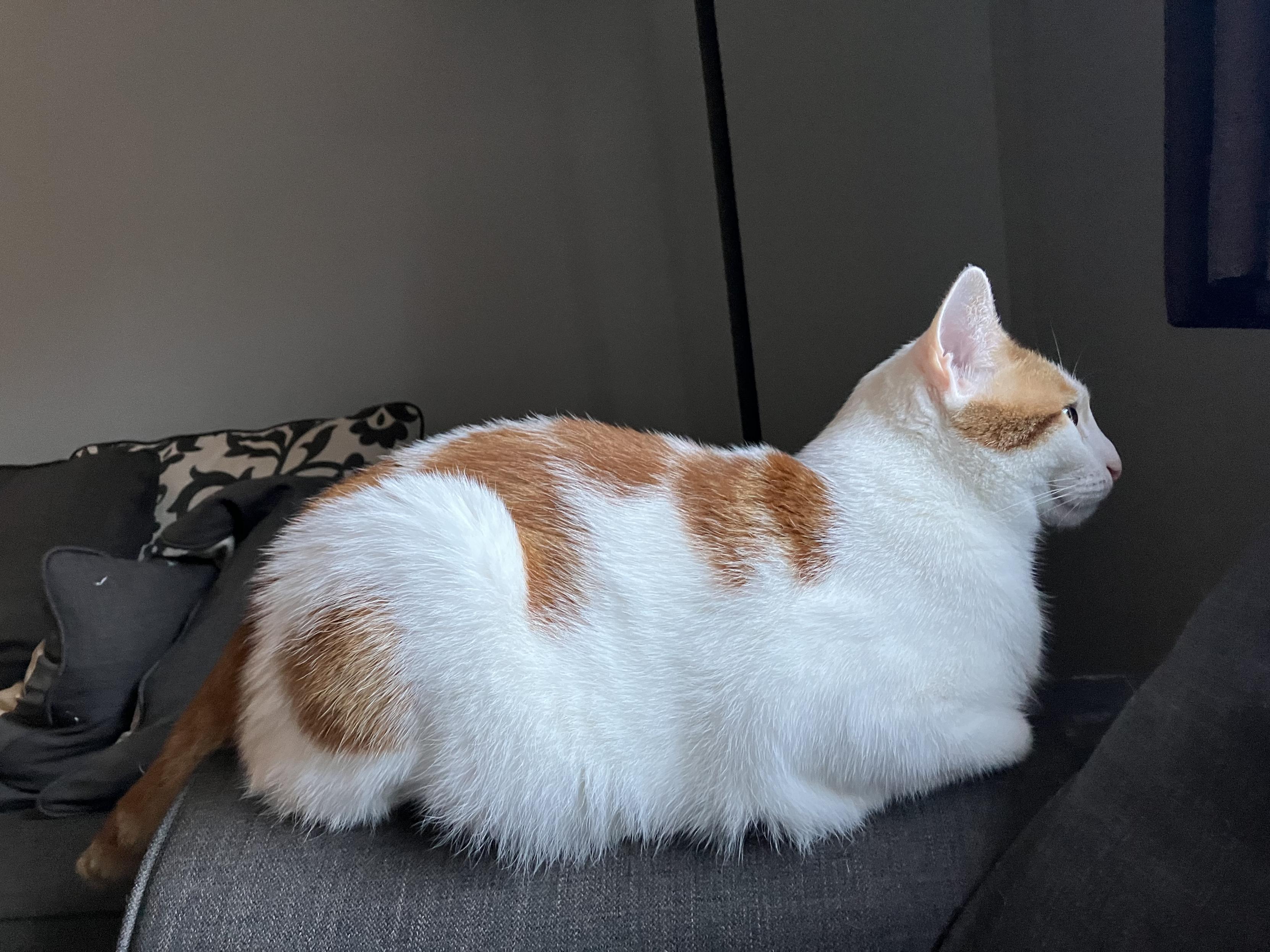 White and ginger cat. Sitting on the arm of a chair, staring at a wall. 

There is a window up and to his right, but he is currently staring at the wall.