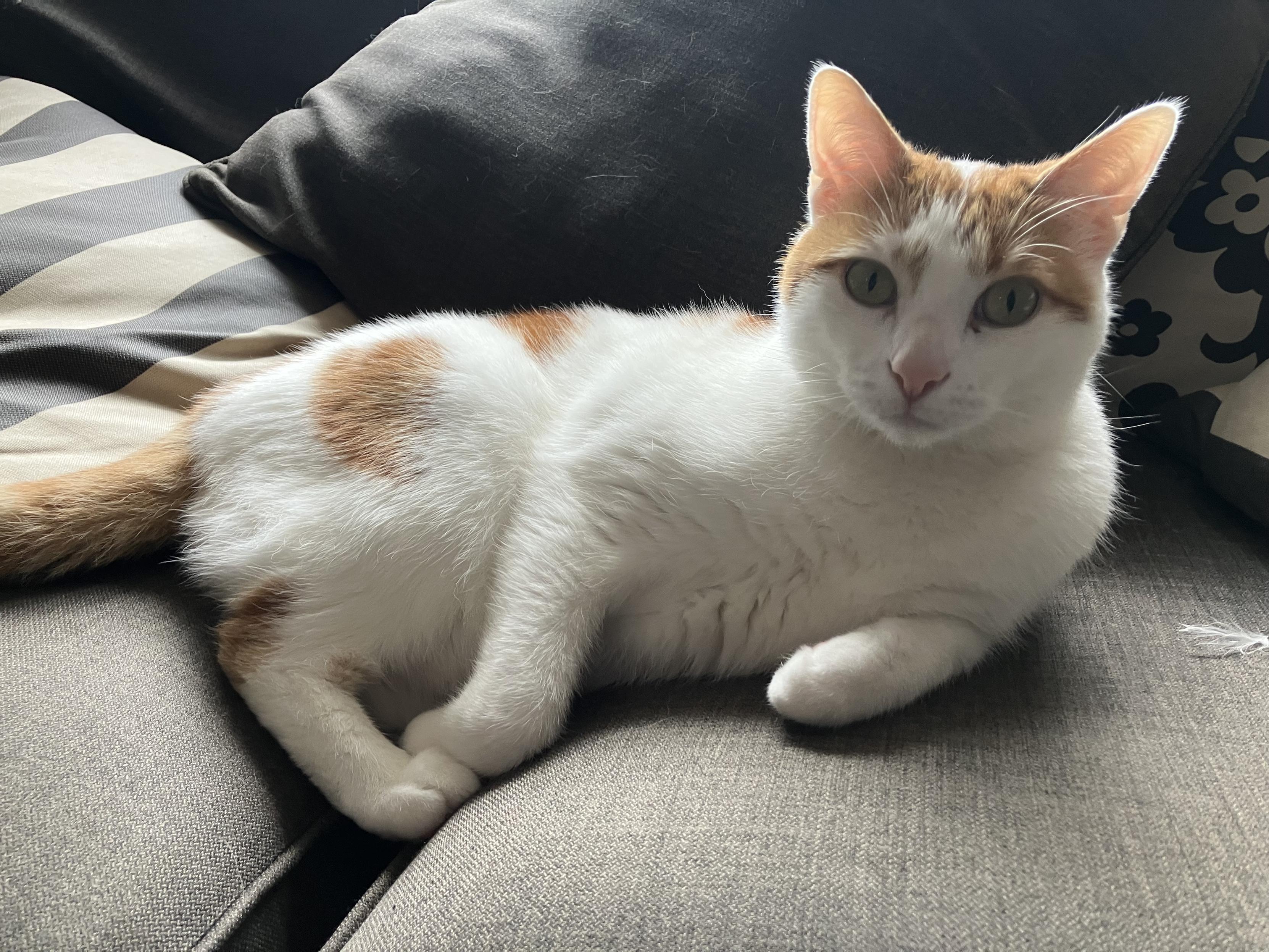 A white and ginger cat sitting on a brown couch.